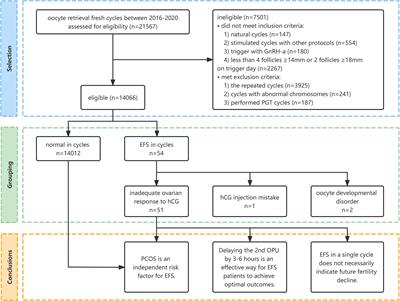 Risk factors, management, and future fertility of empty follicle syndrome: a retrospective study with real-world data